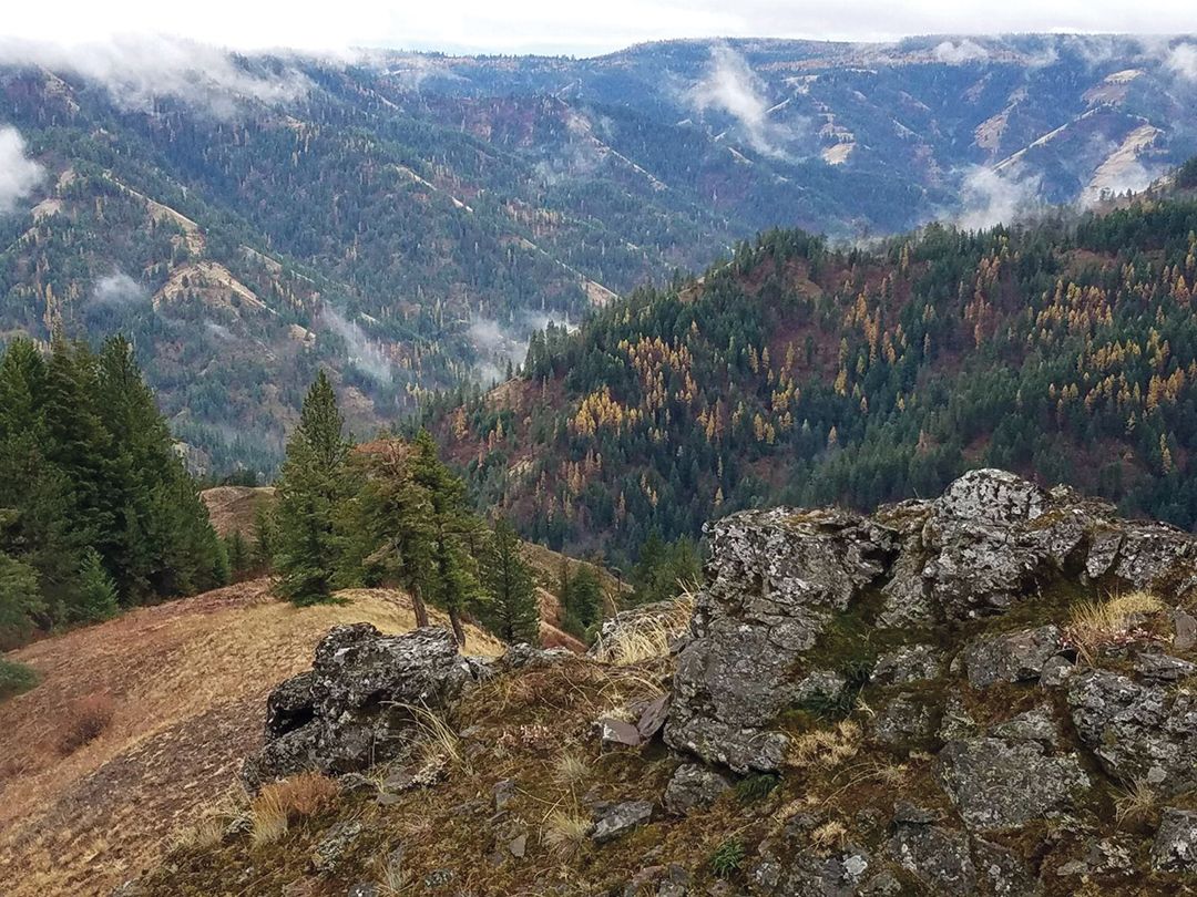 The Blue Mountains in northeast Oregon are home to bulls that grow giant antlers.